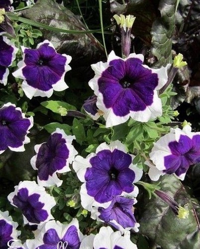 Surfinia pétunia violet - surfinia,