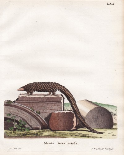 Gravure pangolin queue - de,