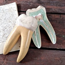 Modèle anatomique d'une dent
