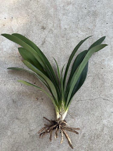 Clivia miniata bush lily - miniata,