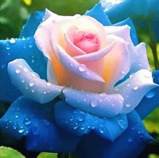 10x graines Rosier BLEU CIEL et BLANC - SKY BLEU & WHITE Rose rosebush seeds