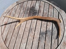 Bois de cerf élaphe ; Cervus