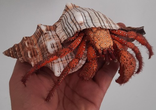 Taxidermie énorme bernard - :,