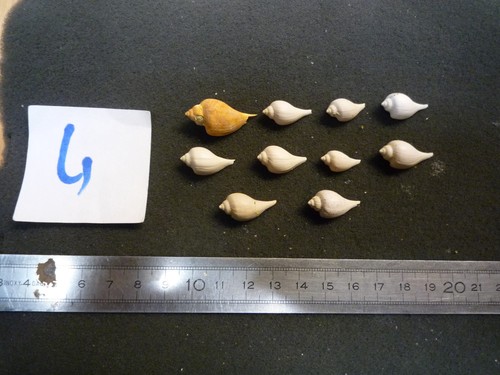 164 pirula elegans - -,