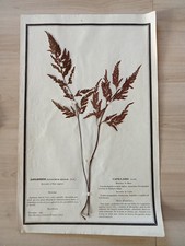 Ancien Herbier Botanique Histoire Naturelle Plante Herbe Capillaire Noire