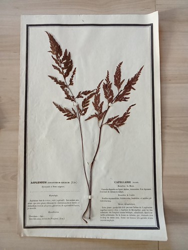 Ancien herbier botanique - ancien,