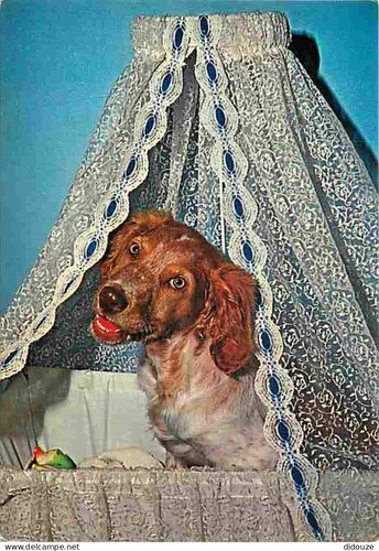 Carte postale animaux - animaux,