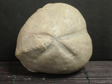Oursin Fossile Micraster