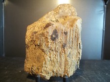 FOSSILE.  BOIS FOSSILE, PÉTRIFIÉ.  PALÉOENVIRONNEMENT.   Hautes-Alpes, France