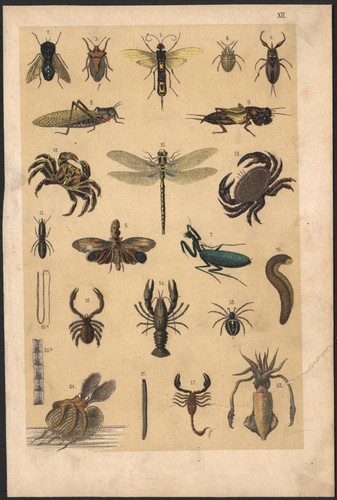 1880 lithographie insectes - 1880,