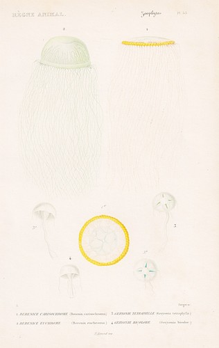 Quallen berenix carisochroma - berenix,
