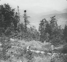 Forêt du Brouis, Var, photo ancienne plaque de verre, positif 8,5x10 cm