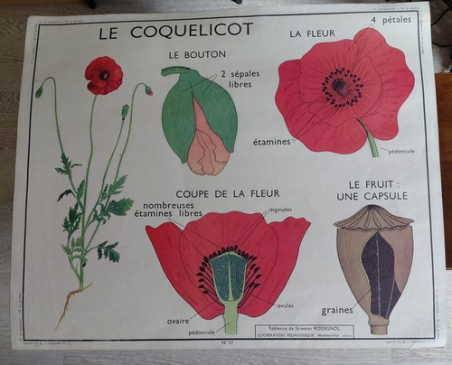 Rossignol affiche scolaire - rossignol,