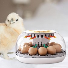 Oeufs oeuf turner plateau - oeufs,