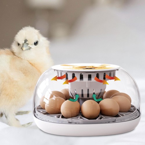 Oeufs oeuf turner plateau - oeufs,