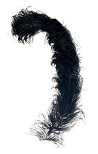 Plume autruche noir - plume,