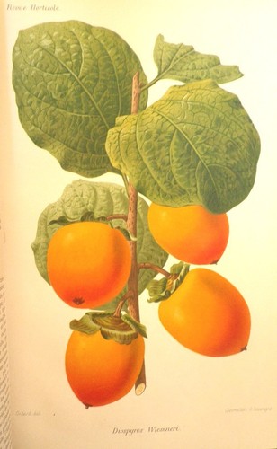 Revue horticole 1888 avec - 1888, 24