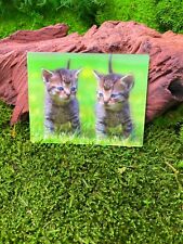 Châton Chaton Bébé Chat