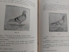 PIGEON VOYAGEUR LES RACES DE