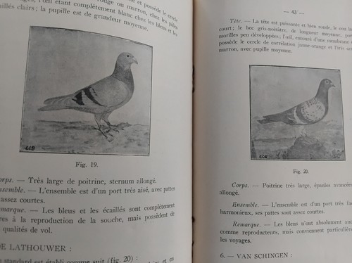 Pigeon voyageur les - pigeon,
