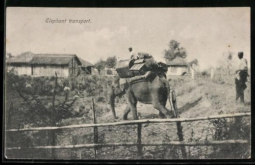 Carte postale éléphant avec