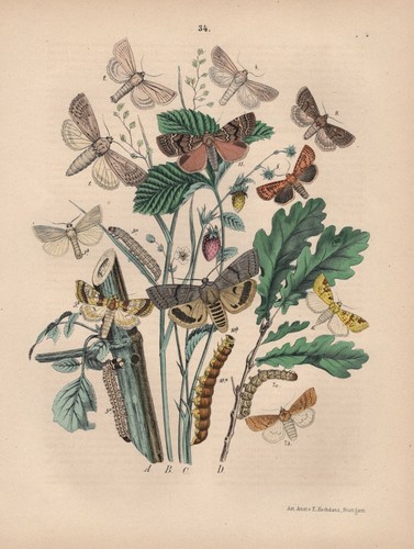 Agrotis eulenfalter noctuidae - eulenfalter,