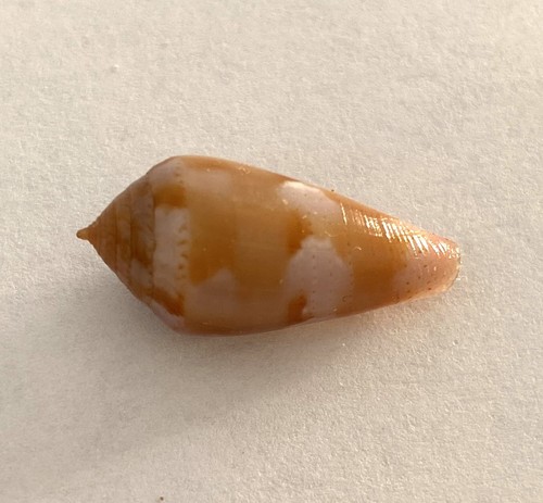 Coquillages conus conidae - coquillages conus,