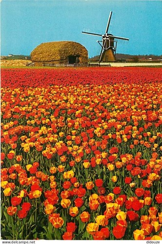 Carte postale moulin à - carte, vent