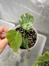 Monstera Deliciosa Bulbasaur