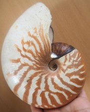 Grand Coquillage Nautile Nautilus Macromphalus Shell New Caledonia