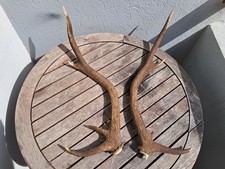 Paire de bois de cerf 8 cors ; Cervus elaphus #7