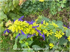 Salvia mexicana Limelight ° 1 plant