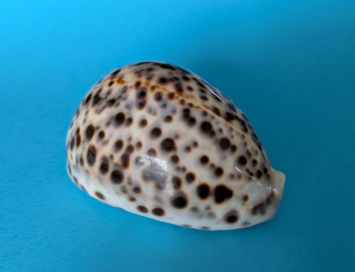 Cypraea tigris - , mm