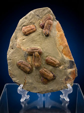 SYMPHYSURUS MORTALITY PLATE