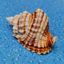 Naturel Conque Coquilles Mer
