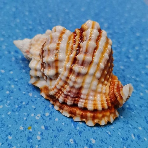 Naturel conque coquilles mer - naturel,
