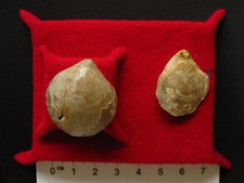 2 Brachiopodes de l'Oxfordien : Terebratula cincta (Cotteau, 1857)