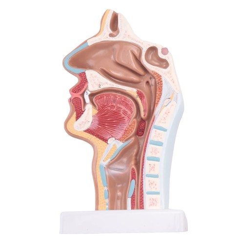 Anatomique humaine anatomie - anatomique, de