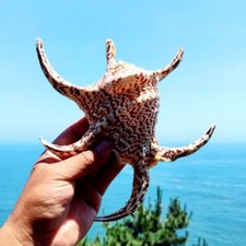 Aquarium Naturel Six Angle Conque Coquilles Mer Escargot Maison Ornement Décor