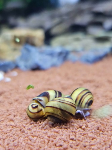 Escargot spixi - escargot, (asolene