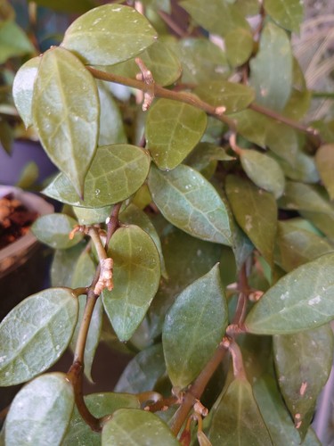 Hoya rebecca - hoya,