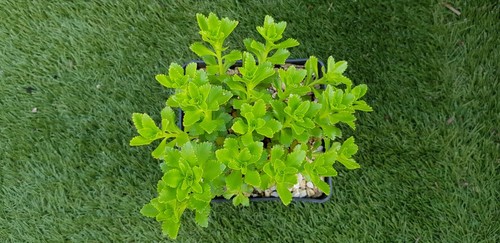 Sedum takesimense plant de - sedum,