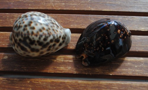 Cypraea tigris cm - cypraea,