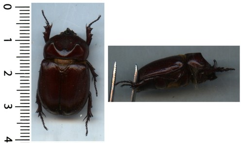 Dynastidae oryctes - -,