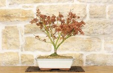 Érable Bonsaï Petite