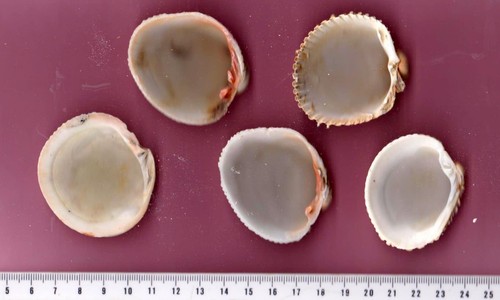 Coquillages pour aquarium - , ou