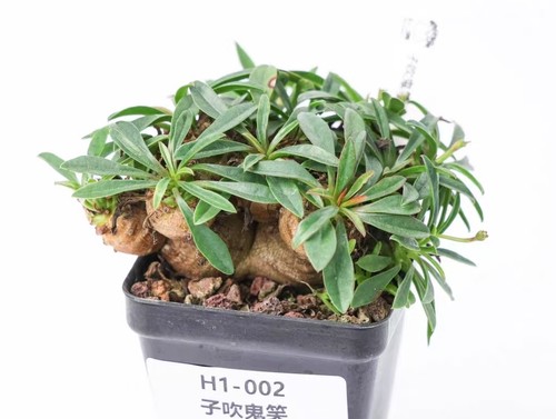 Pot 5cm rare - rare, plant
