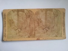 Originale Photo 19ème Stereo - USA - Florida Hammock - Floride, Forêt Sylvestre