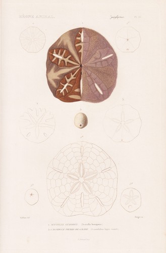 Scutella hexapora oursin - scutella,