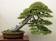 Lot De 10 Graines D'Epicea Du Japon Picea Semences Graines Arbre Bonsaï Seed